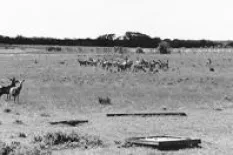 Ribehoej hjortefarm2 1980